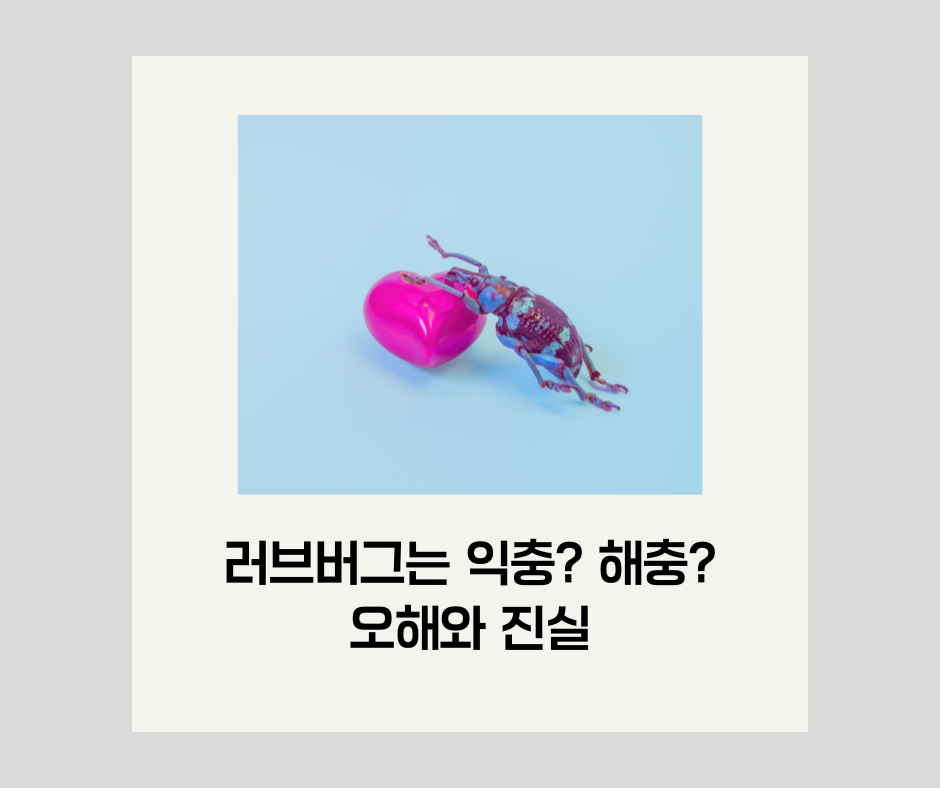 러브버그, 익충? 해충? 오해와 진실, 대처법 총정리 2 러브버그