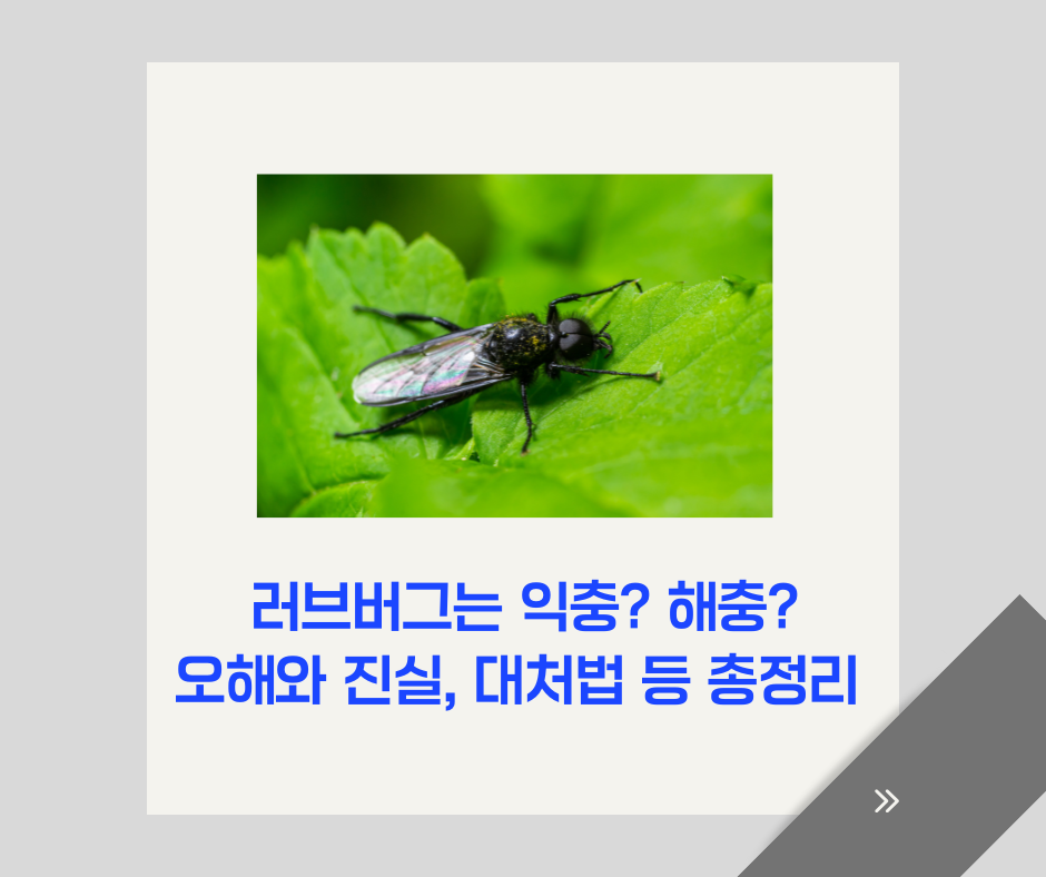 러브버그는 익충 해충 오해와 진실 대처법 총정리